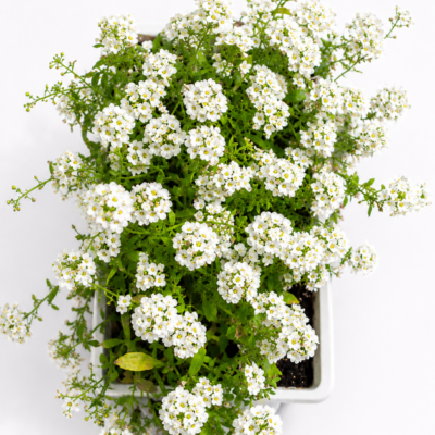 ALYSSUM WHITE 6 PACK