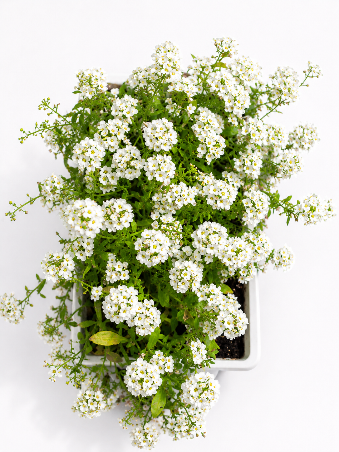 ALYSSUM WHITE 6 PACK