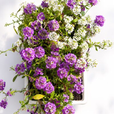 ALYSSUM MIX 6 PACK