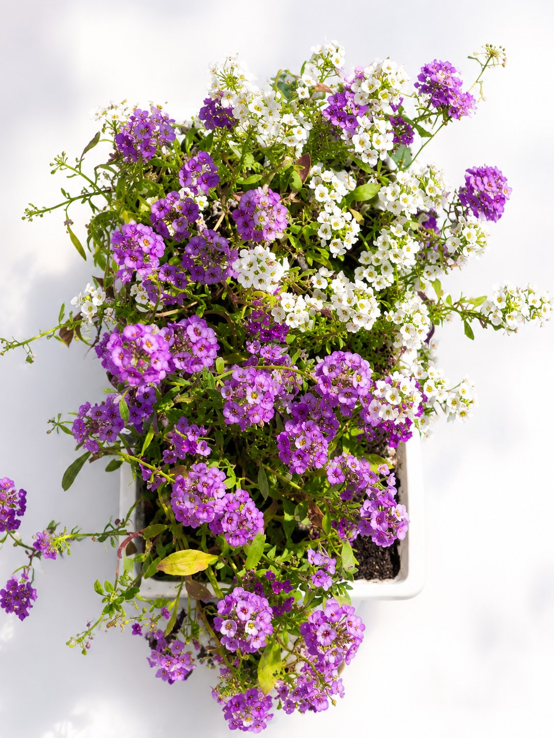 ALYSSUM MIX 6 PACK