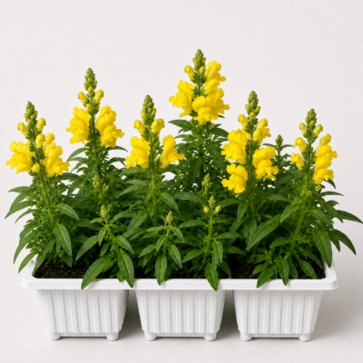 ANTIRRHINUMS YELLOW 6 PACK