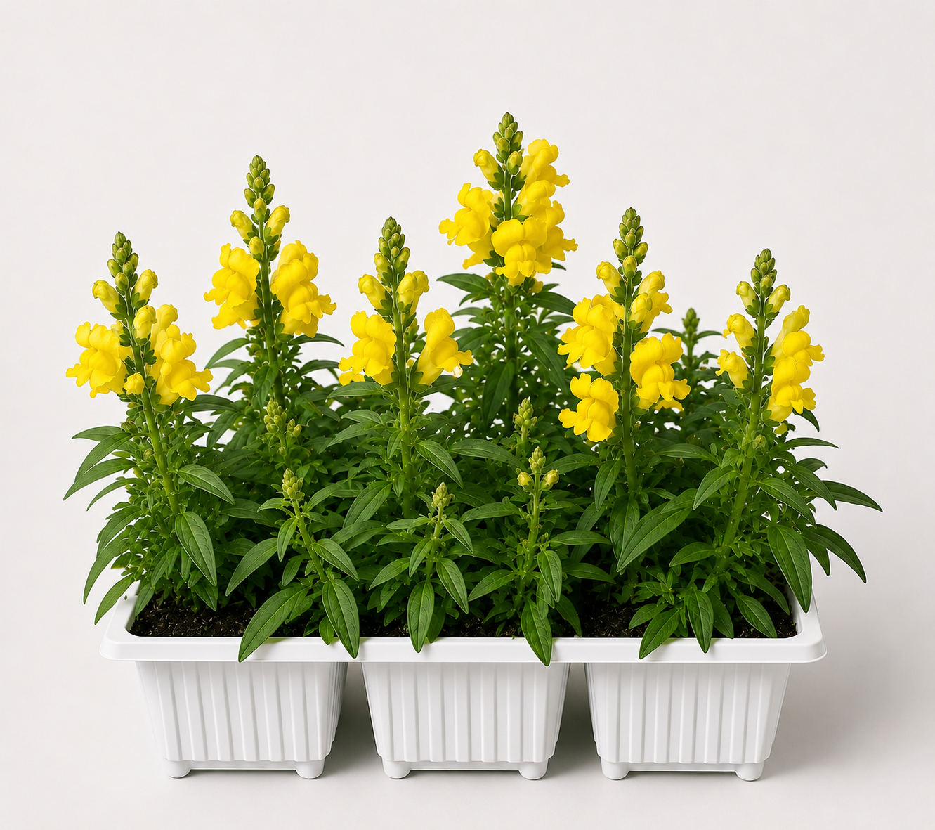 ANTIRRHINUMS YELLOW 6 PACK