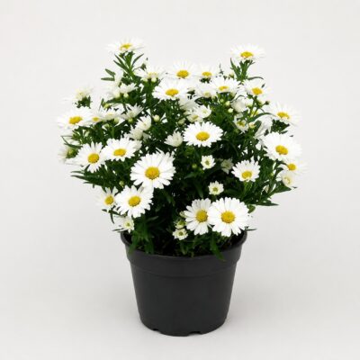 ASTER NOVI BELGII VARIOUS 15CM POT