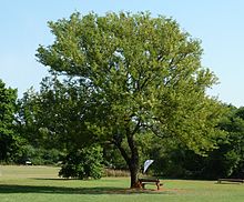 ACACIA CAFFRA 100LT