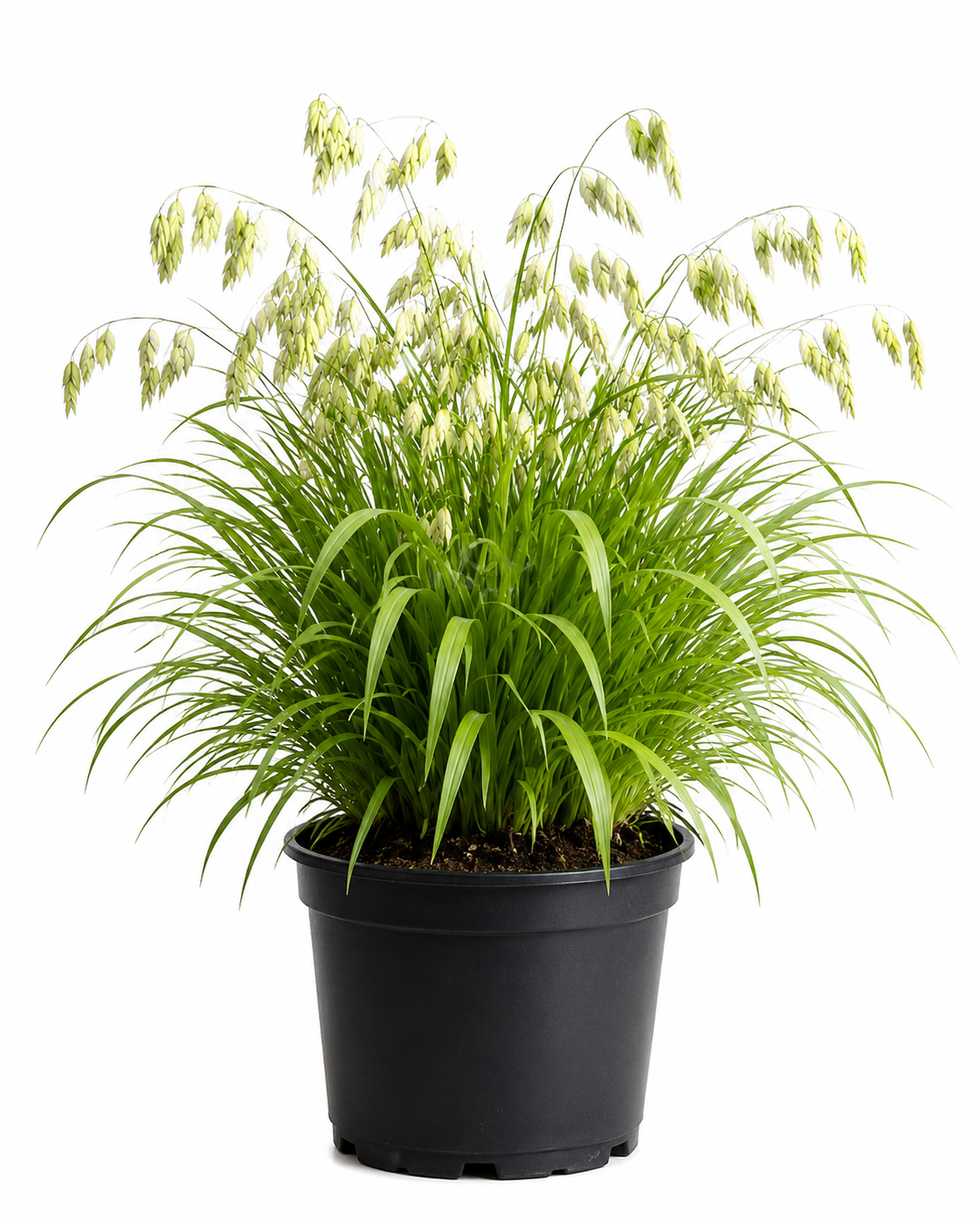 CHASMANTHIUM LATIFOLIA (OAT GRASS) 2.5LT
