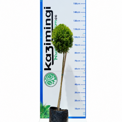 CUPRESSUS DONARD GOLD STANDARD  10LT