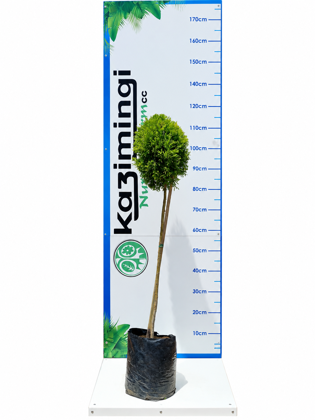 CUPRESSUS DONARD GOLD STANDARD 10LT