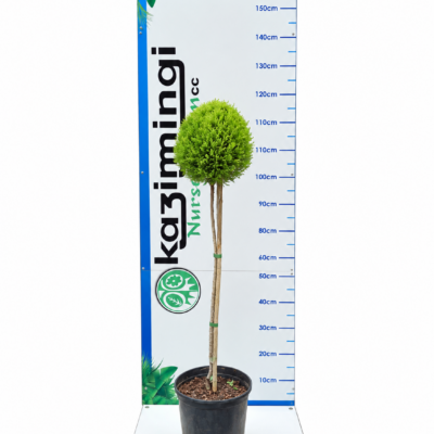 CUPRESSUS MACRO. WILMA STANDARD  10LT