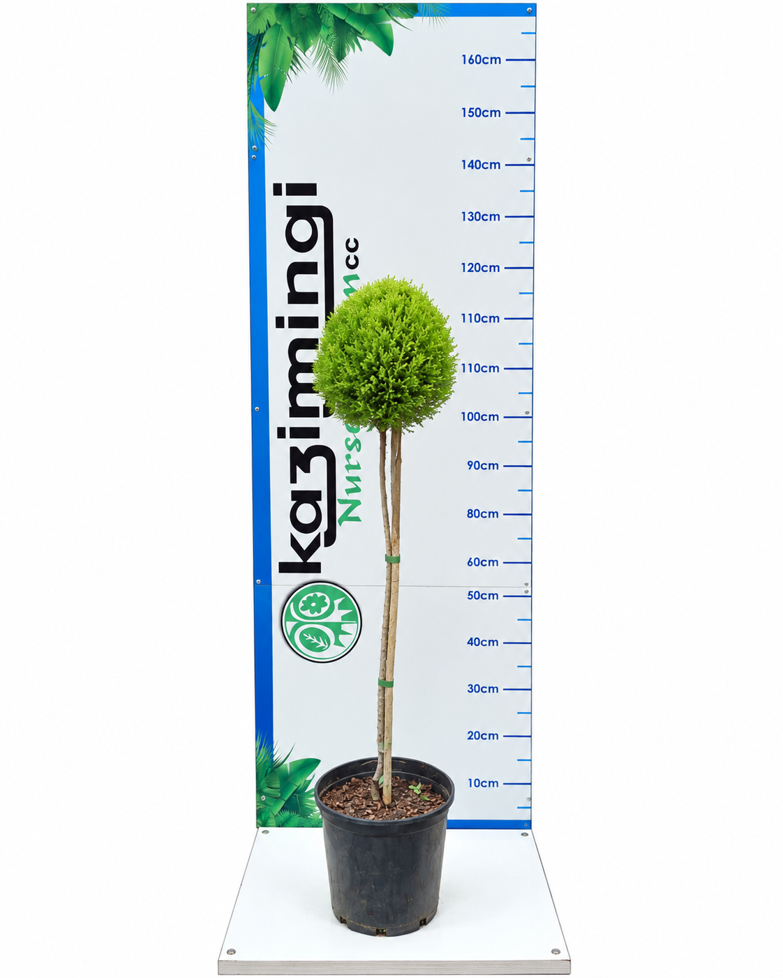CUPRESSUS MACRO. WILMA STANDARD 10LT