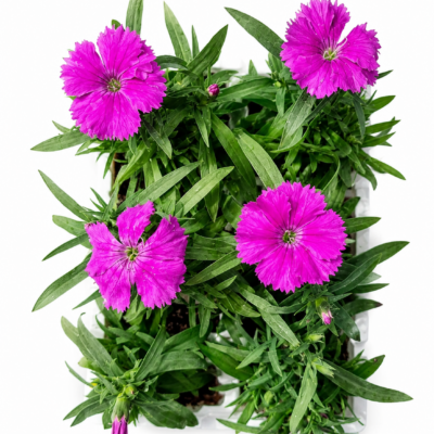 DIANTHUS PURPLE 6 PACK SEEDLINGS