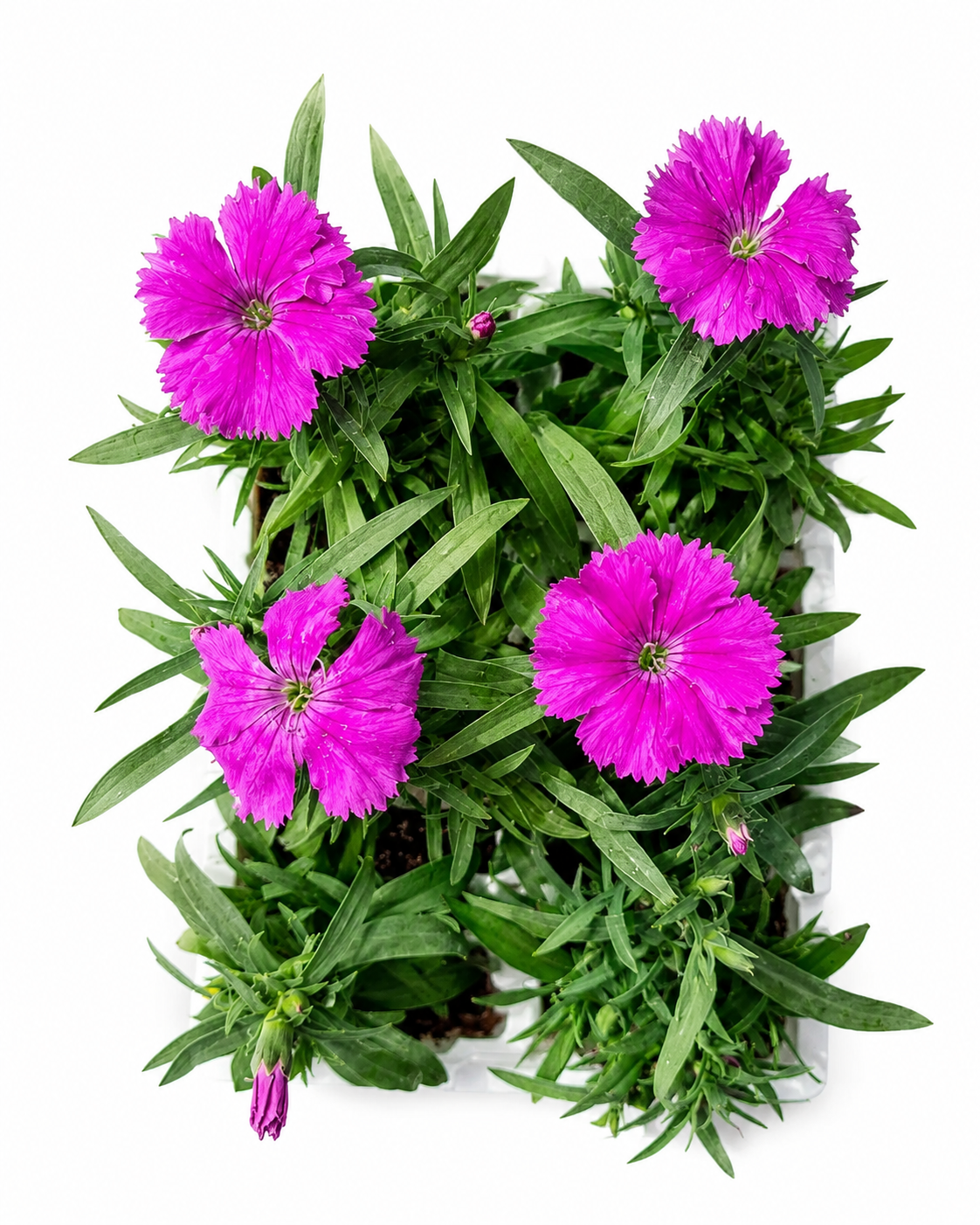 DIANTHUS PURPLE 6 PACK SEEDLINGS