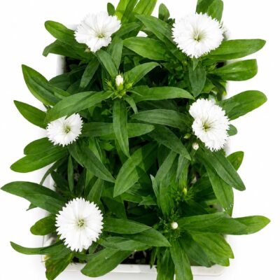 DIANTHUS WHITE 6 PACK
