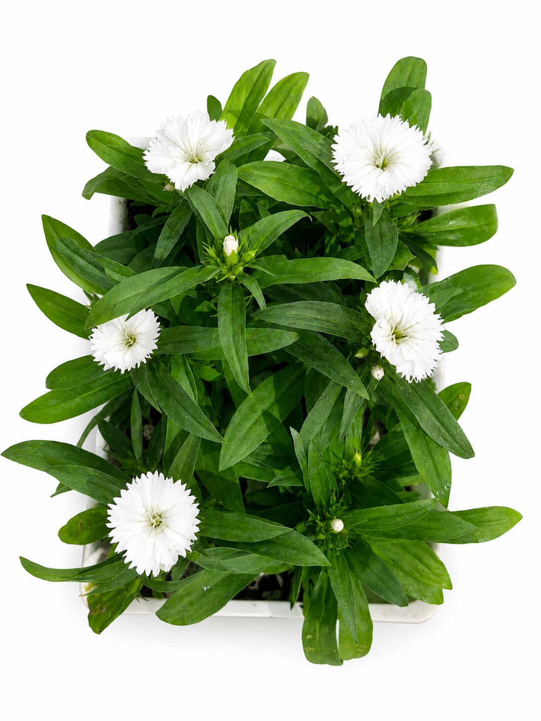 DIANTHUS WHITE 6 PACK