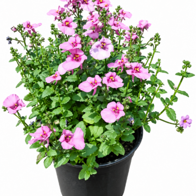 DIASCIA VARIOUS 15CM POT
