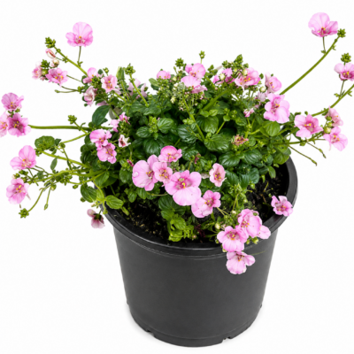 DIASCIA VARIOUS 15CM POT