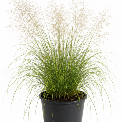 ERAGROSTIS WIND DANCER 2.5LT