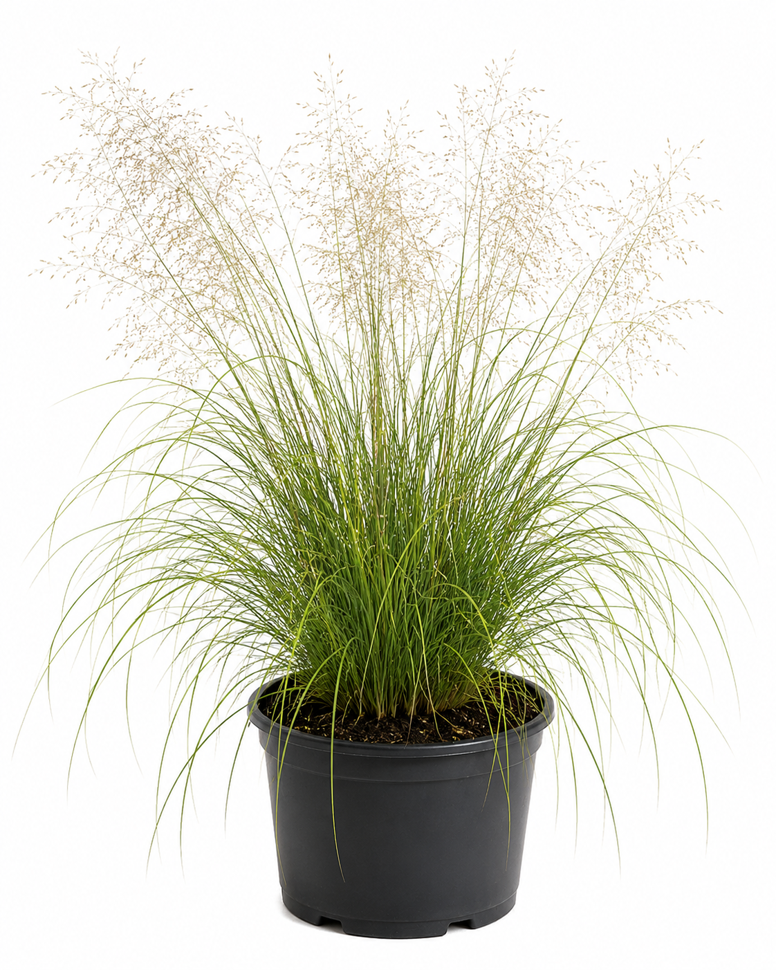 ERAGROSTIS WIND DANCER 2.5LT