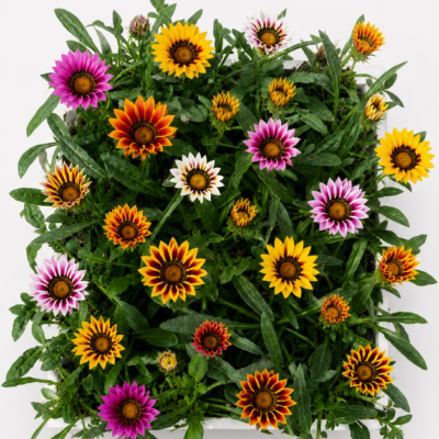 GAZANIA MIX 30 PACK