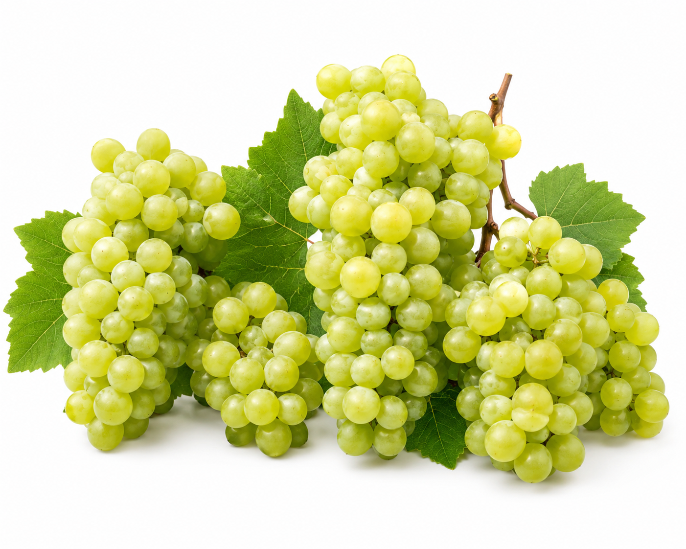 GRAPE VINE 10LT