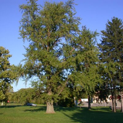 GINKO BILOBA 100LT