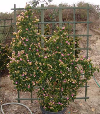 GREWIA OCCIDENTALIS 20LT