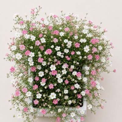 GYPSOPHILA WHITE/ROSE 6 PACK