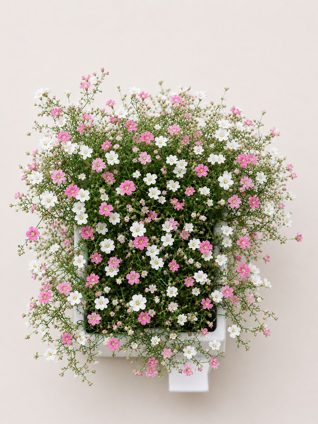 GYPSOPHILA WHITE/ROSE 6 PACK