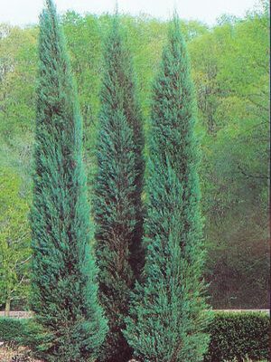 JUNIPERUS SCOPULORUM SKYROCKET 100LT