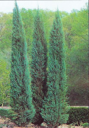 JUNIPERUS SCOPULORUM SKYROCKET 10LT