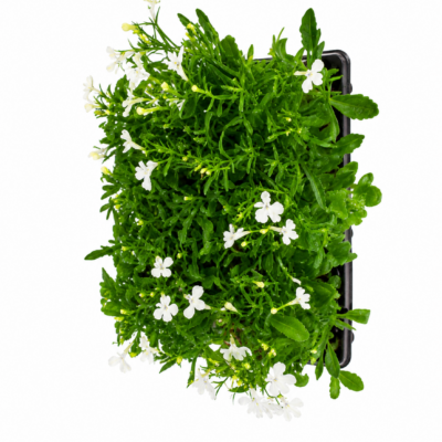 LOBELIA WHITE 6 PACK