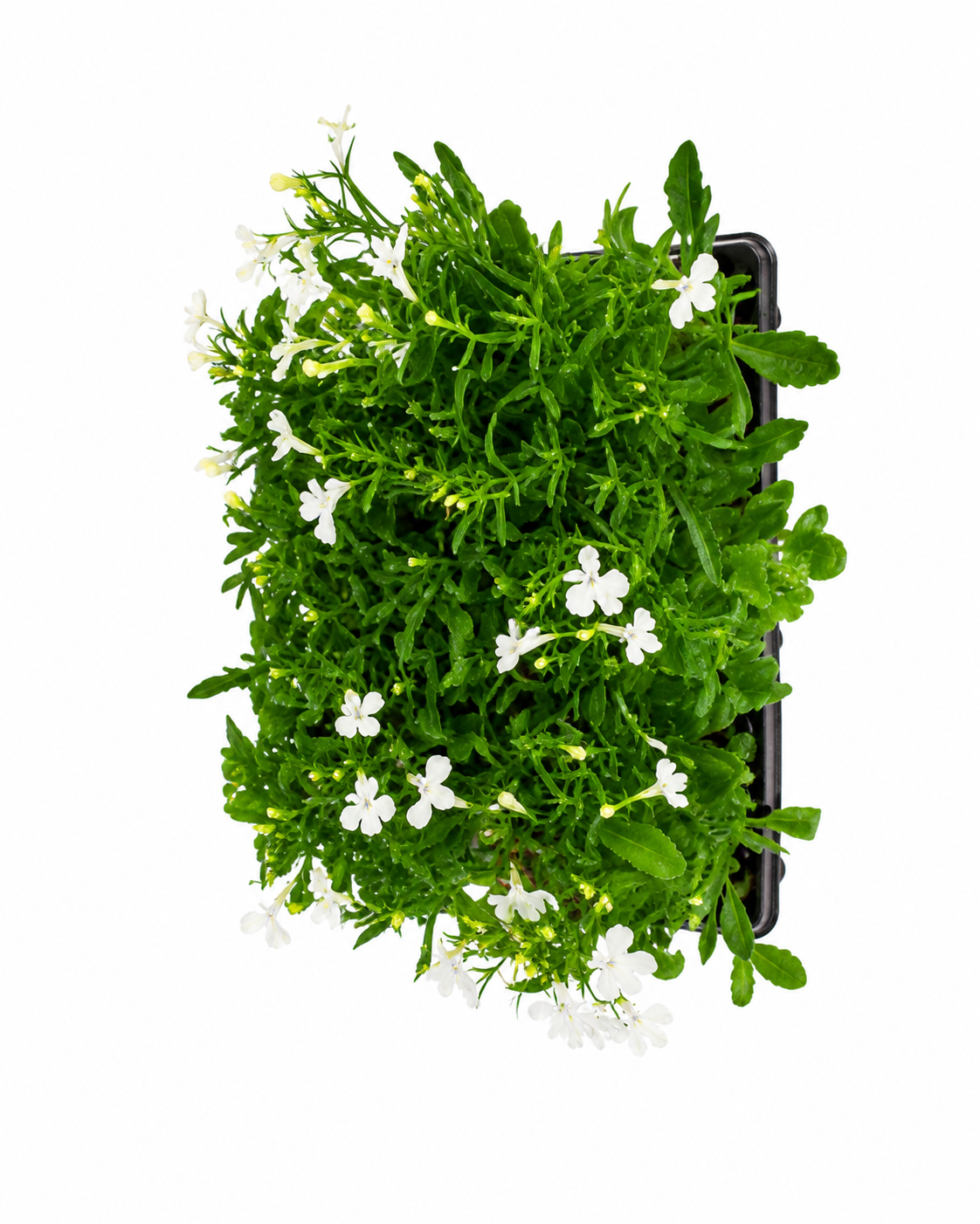 LOBELIA WHITE 6 PACK