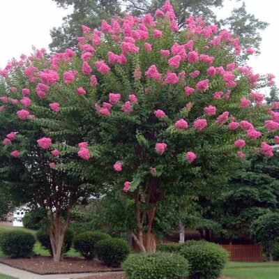LAGERSTROEMIA INDICA VARIOUS 100LT