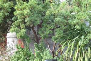 LEUCOSIDEA SERICEA 20LT
