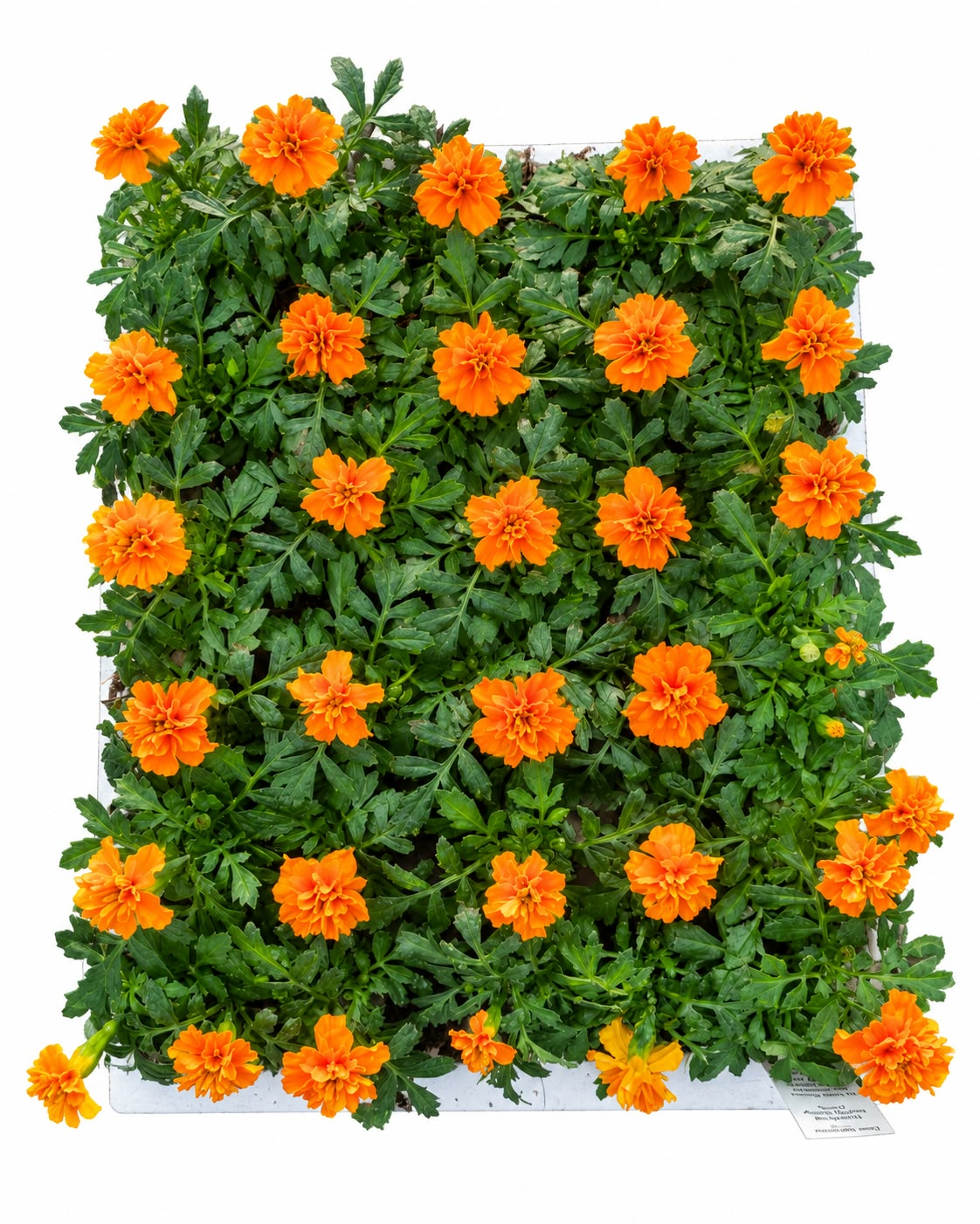 MARIGOLD VARIOUS 30 PACK - Image 2