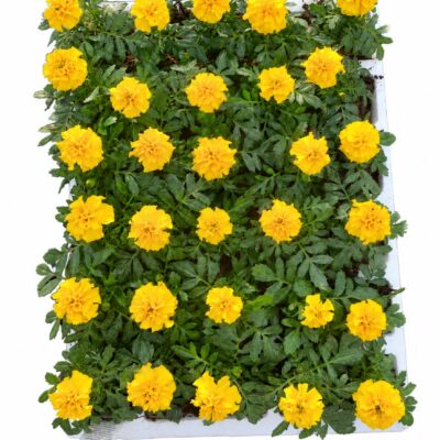 MARIGOLD VARIOUS 30 PACK