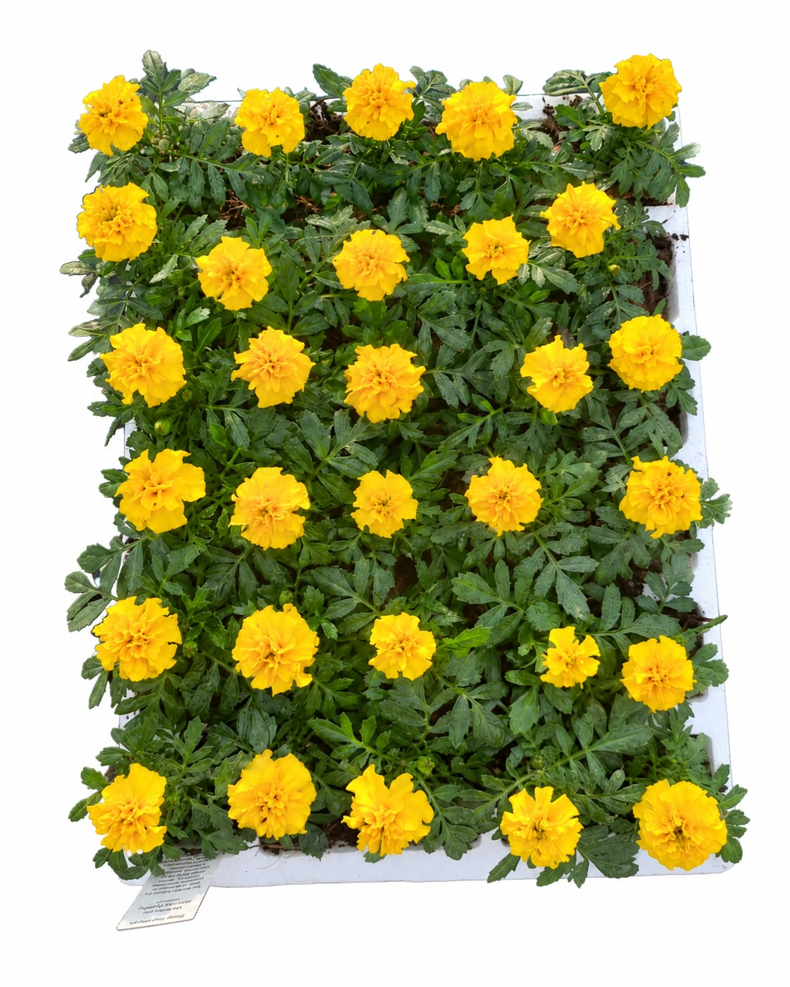 MARIGOLD VARIOUS 30 PACK