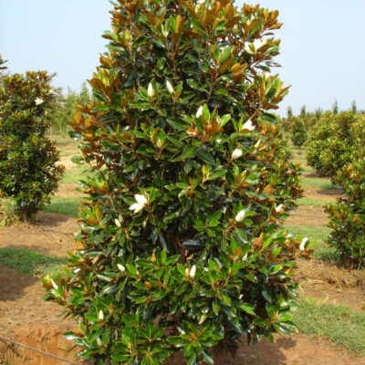 MAGNOLIA LITTLE GEM 100LT