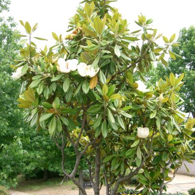 MAGNOLIA GRANDIFLORA 100LT