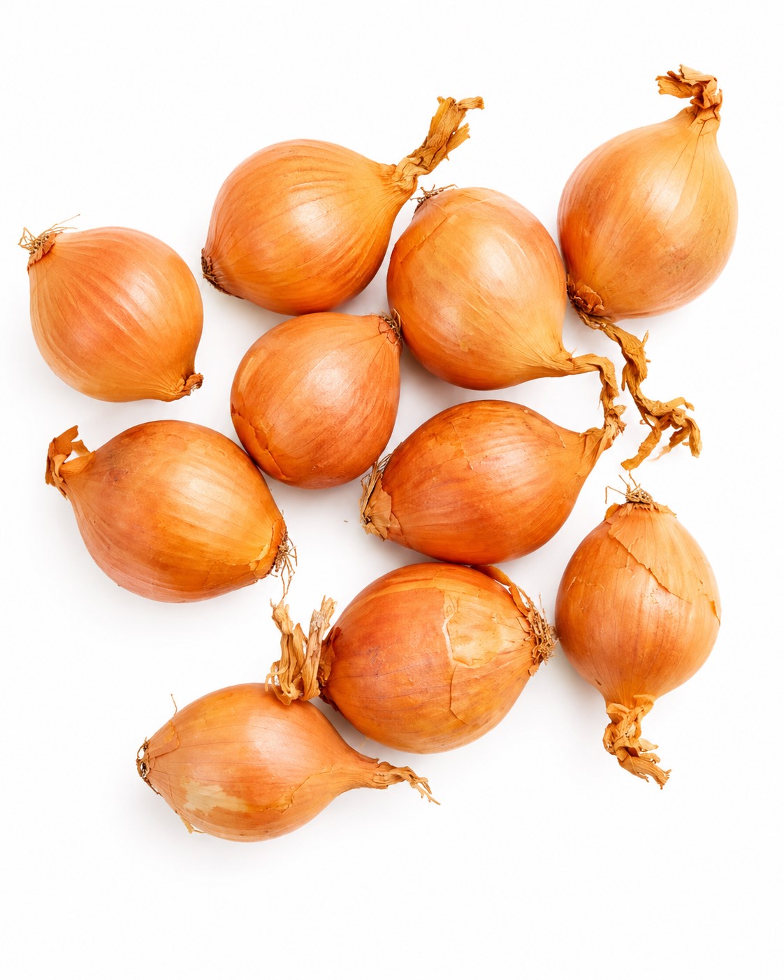 ONION 6 PACK SEEDLING