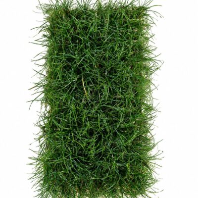 OPHIOPOGON JAPONICUS 128 TRAY