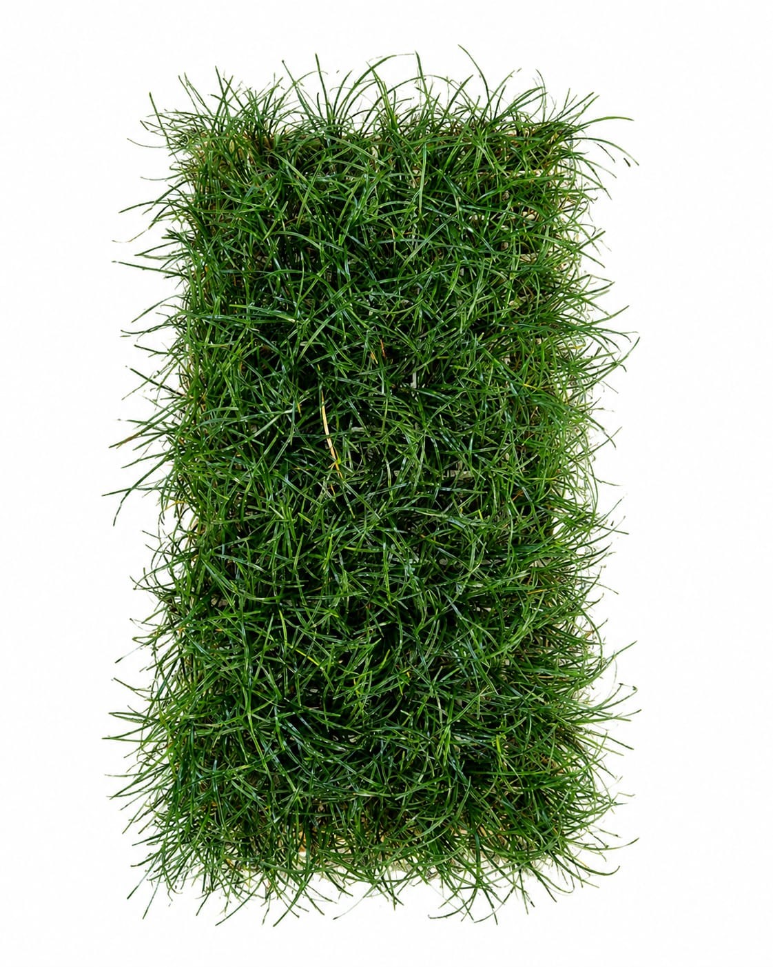 OPHIOPOGON JAPONICUS 128 TRAY