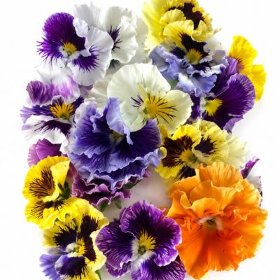 PANSY FRIZZLE MIX 6 PACK SEEDLINGS