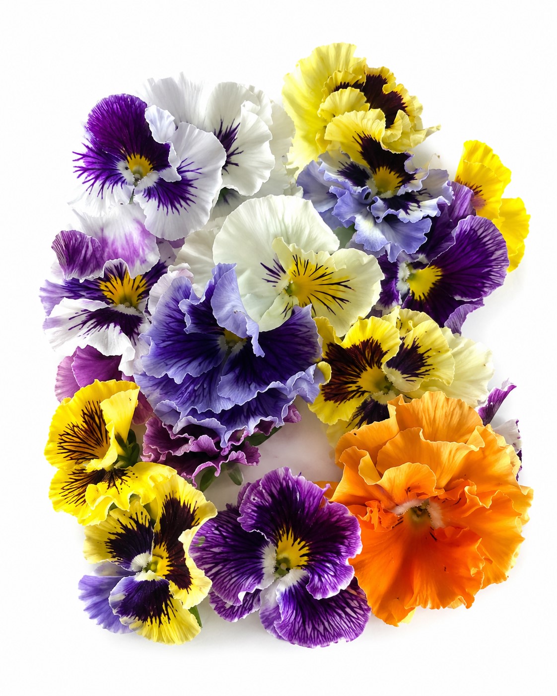 PANSY FRIZZLE MIX 6 PACK SEEDLINGS