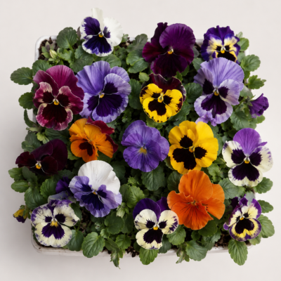 PANSY MIX 30 PACK