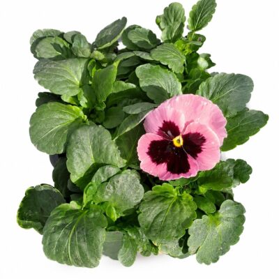 PANSY PINK 6 PACK SEEDLINGS