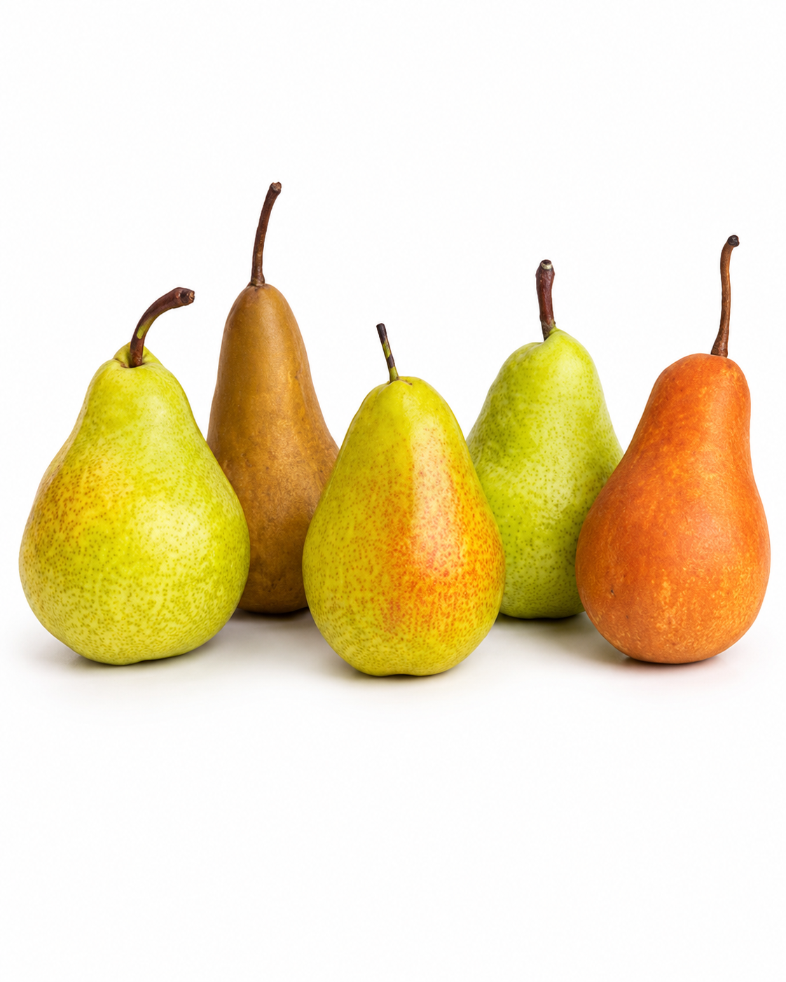 PEAR FRUIT TREE 10LT