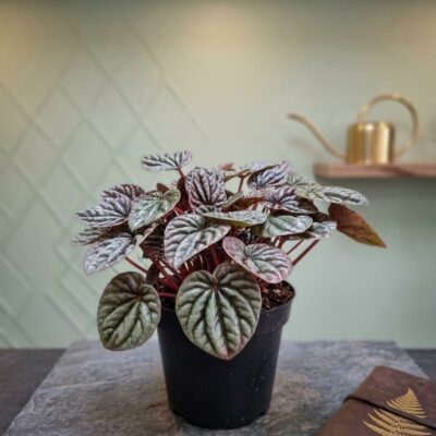 PEPEROMIA CAPERATA RED15CM