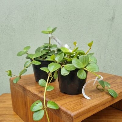 PEPEROMIA HOPE 12CM