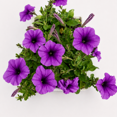 PETUNIA PURPLE 6 PACK