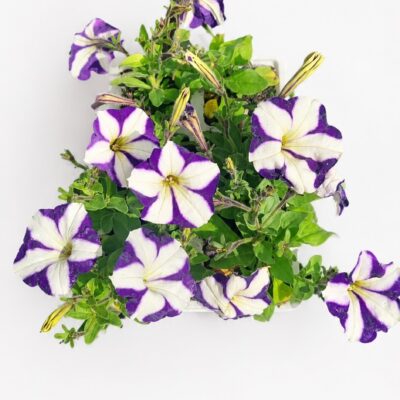 PETUNIA PURPLE STRIPE 6 PACK